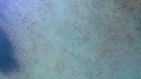 动物池塘里一大片鱼鱼儿泛滥4K航拍