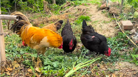 动物农村老母鸡公鸡散养鸡家禽4K实拍