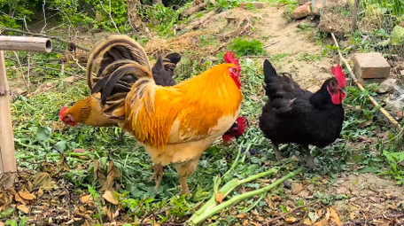 动物农村老母鸡公鸡散养鸡家禽4K实拍