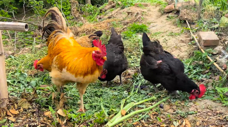 动物农村老母鸡公鸡散养鸡家禽4K实拍