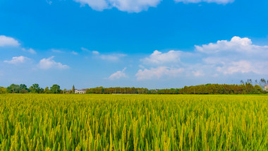 <strong>乡村</strong>稻田蓝天白云延时实拍