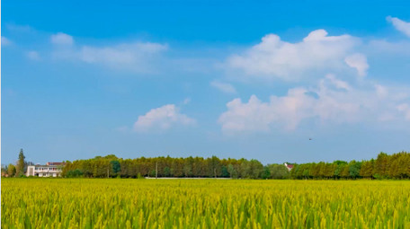 <strong>乡村</strong>稻田蓝天白云延时实拍