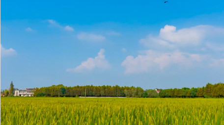 <strong>乡村</strong>稻田蓝天白云延时实拍