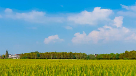 <strong>乡村</strong>稻田蓝天白云延时实拍