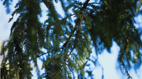 自然唯美杉树树叶植物空境写意实拍