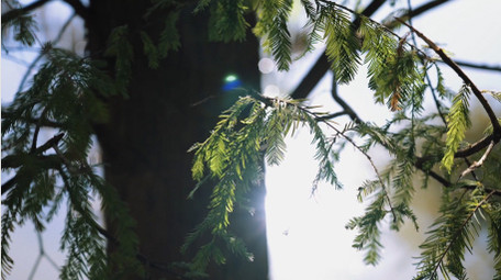 自然唯美杉树树叶植物空境写意实拍