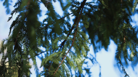 自然唯美杉树树叶植物空境写意实拍