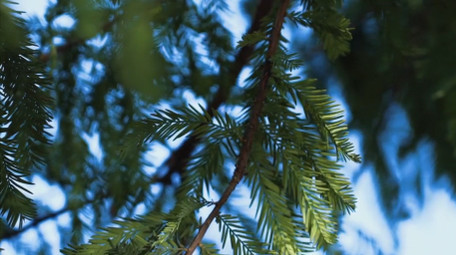 自然唯美杉树树叶植物空境写意实拍