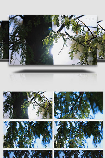 自然唯美杉树树叶植物空境写意实拍图片
