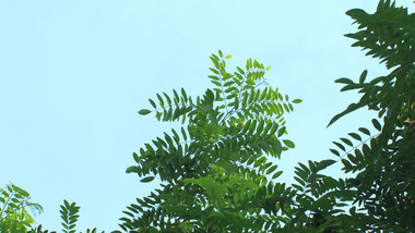 微风吹拂树叶绿色植物安静美好氛围实拍4K