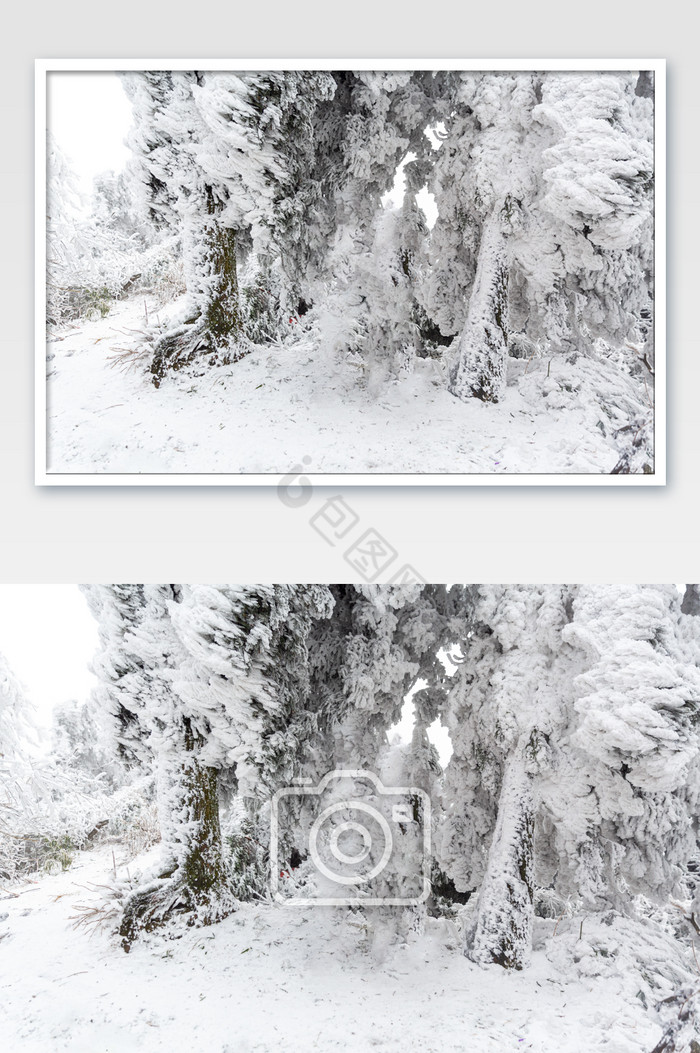 冬季树干上的大雪