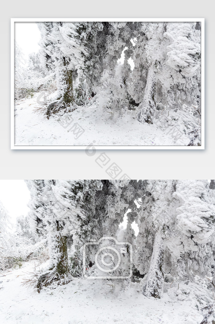 冬季树干上的大雪图片图片