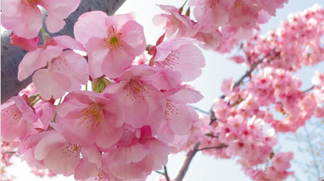 植物粉色樱花花朵花儿4K实拍