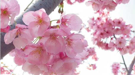 植物粉色樱花花朵花儿4K实拍