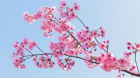 植物粉色樱花花朵花儿4K实拍