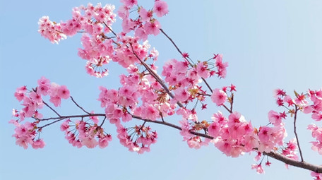 植物粉色樱花花朵花儿4K实拍