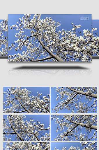 自然风景玉兰花树玉兰花白色花朵4K实拍图片