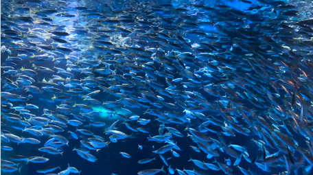 动物海底世界喂食银鱼起舞4K实拍