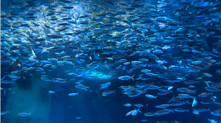 动物海底世界喂食银鱼起舞4K实拍