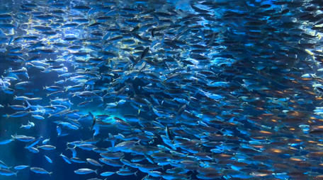 动物海底世界喂食银鱼起舞4K实拍