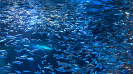 动物海底世界喂食银鱼起舞4K实拍