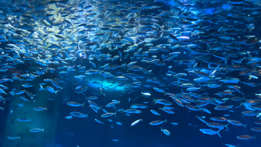 动物海底世界喂食银鱼起舞4K实拍