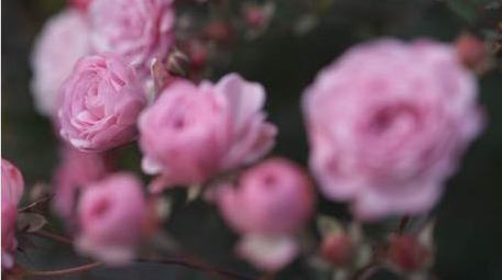 花朵粉色蔷薇微距摄影