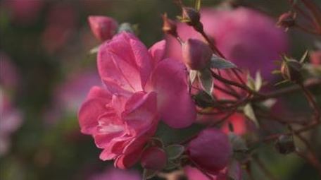 花朵粉色蔷薇微距摄影