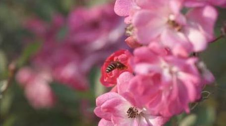 花朵粉色蔷薇微距摄影