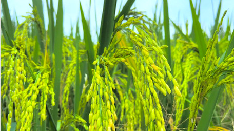 <strong>乡村</strong>生活农村水稻田农田稻穗4K实拍