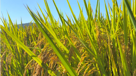 <strong>乡村</strong>生活农村水稻田农田稻穗4K实拍