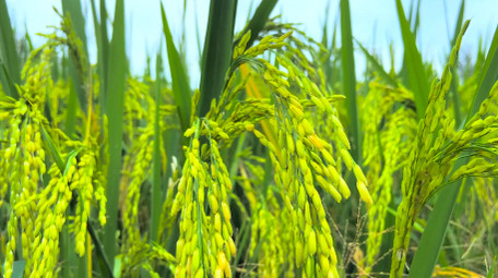 <strong>乡村</strong>生活农村水稻田农田稻穗4K实拍