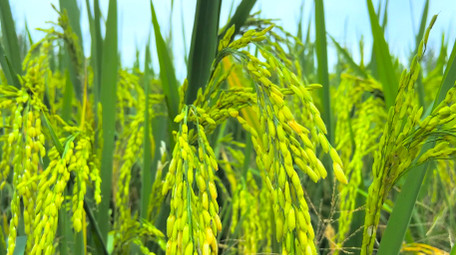 <strong>乡村</strong>生活农村水稻田农田稻穗4K实拍