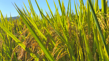 <strong>乡村</strong>生活农村水稻田农田稻穗4K实拍