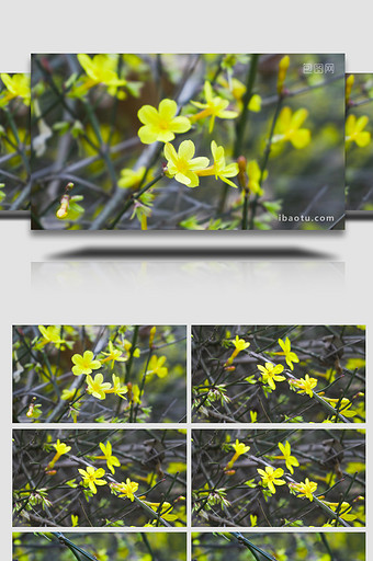 植物春天自然景色黄色小花迎春花4K实拍图片