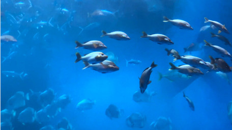 动物海洋鱼类海洋生物鱼类4K实拍