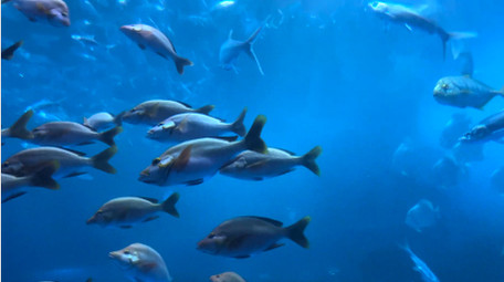 动物海洋鱼类海洋生物鱼类4K实拍