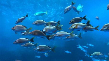 动物海洋鱼类海洋生物鱼类4K实拍