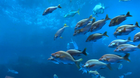 动物海洋鱼类海洋生物鱼类4K实拍