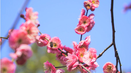 植物春天气息春暖花开梅花开放4K实拍