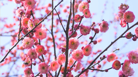 植物春天气息春暖花开梅花开放4K实拍