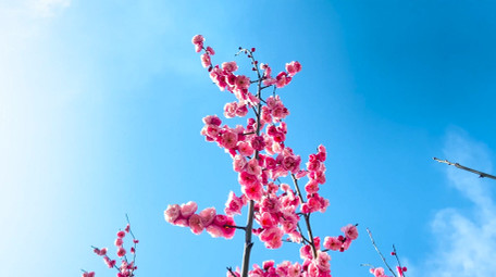 植物春天气息春暖花开梅花开放4K实拍