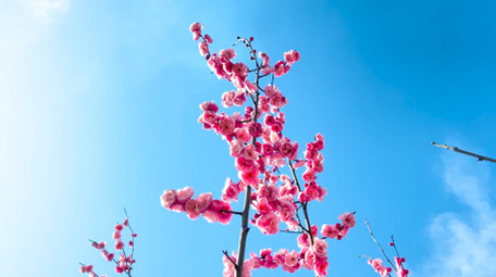 植物春天气息春暖花开梅花开放4K实拍