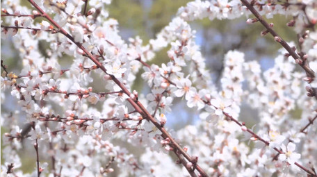 植物春天风景春暖花开白色樱花4K实拍