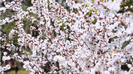 植物春天风景春暖花开白色樱花4K实拍