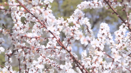 植物春天风景春暖花开白色樱花4K实拍