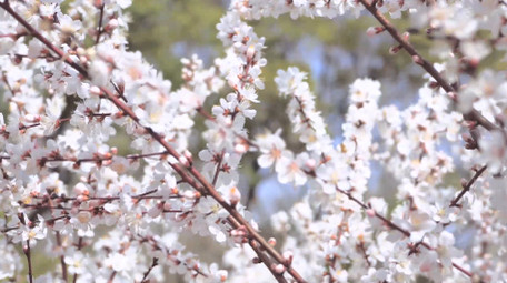 植物春天风景春暖花开白色樱花4K实拍