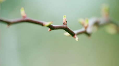 春芽生机勃勃春天来了生根发芽特写实拍