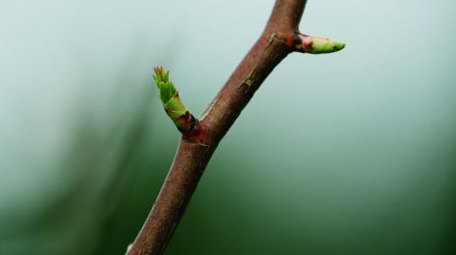 春芽生机勃勃春天来了生根发芽特写实拍