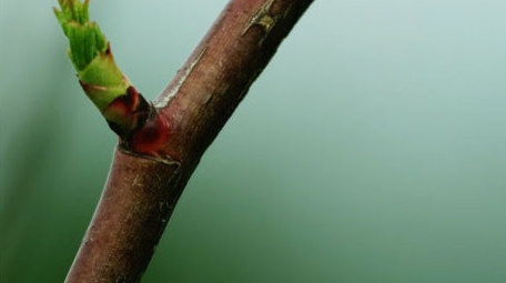 春芽生机勃勃春天来了生根发芽特写实拍